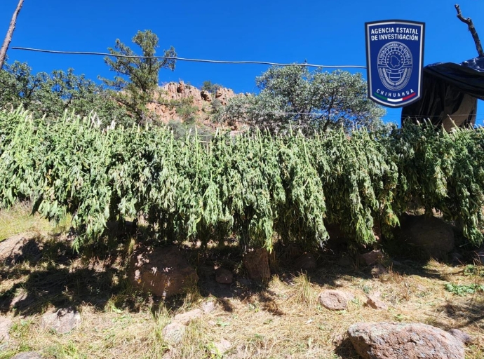 Narco Búfalo de Marco